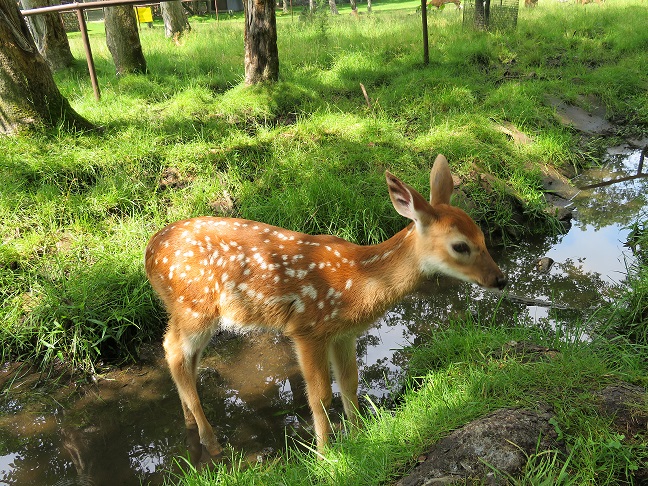 fawn 2